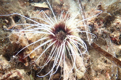 Cerianthus membranaceus