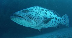 Epinephelus tukula