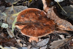 Tricholoma ustaloides