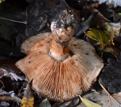 Tricholoma ustaloides