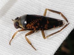 Notonecta irrorata
