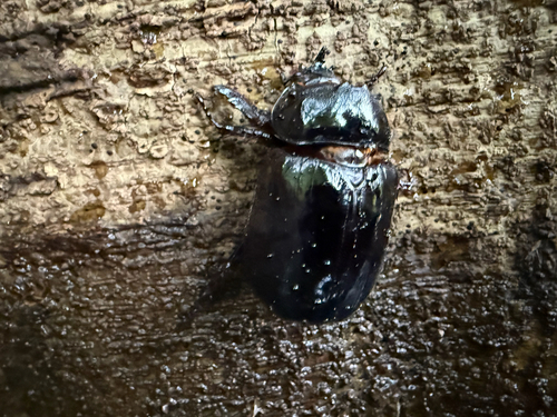 Heterogomphus telamon