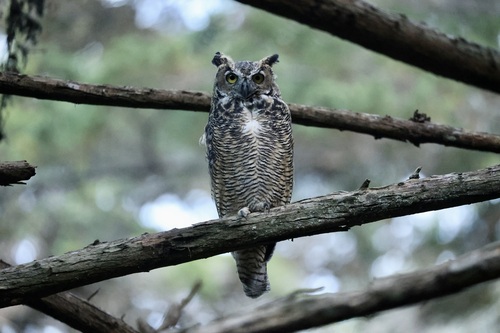 View observation of {o.common_name} on iNaturalist