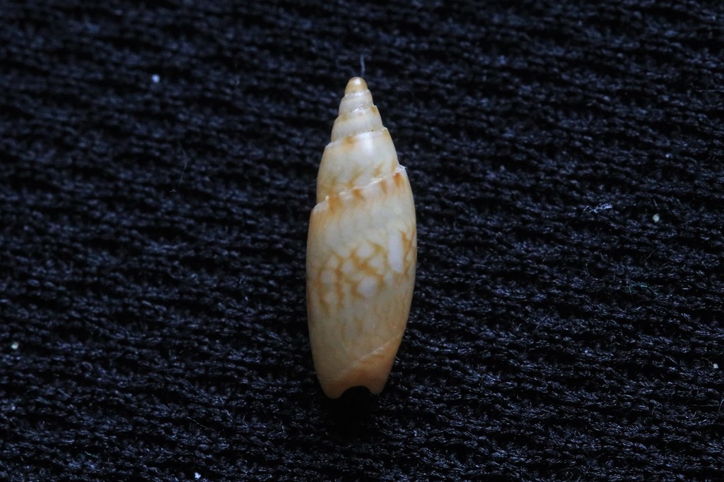Bellolividae