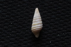 Pulsarella cognata