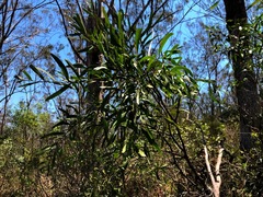 Acacia fasciculifera