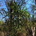 Acacia fasciculifera - Photo (c) Martin Bennett, alguns direitos reservados (CC BY-NC), uploaded by Martin Bennett