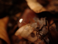 Mycena capillaris