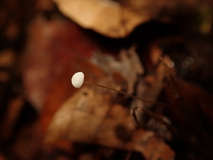 Mycena capillaris
