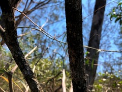 Acacia fasciculifera