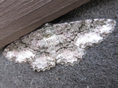 Megabiston plumosaria