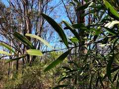 Acacia fasciculifera