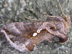 Ctenoplusia agnata