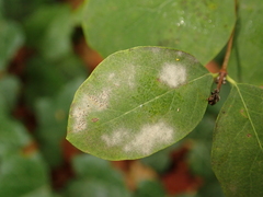 Erysiphe symphoricarpi