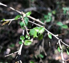 Acalypha capillipes