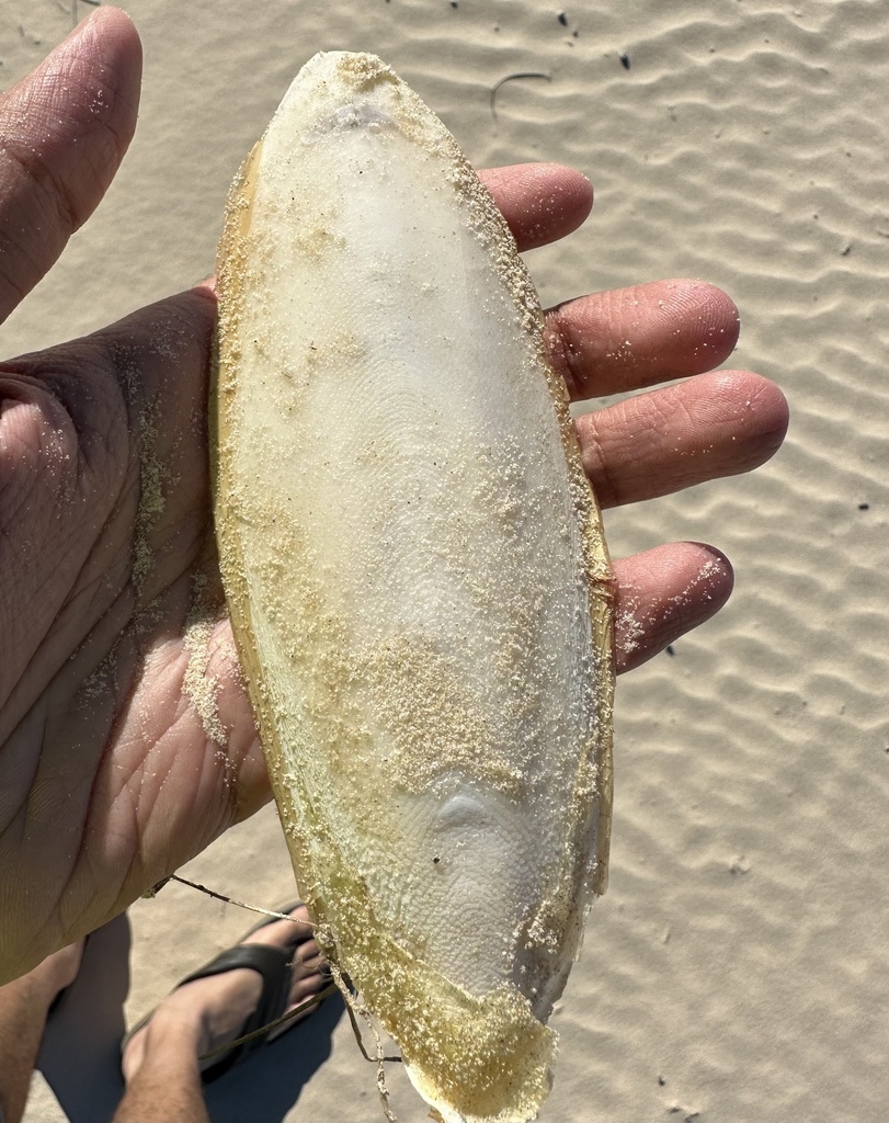 Smith's Cuttlefish