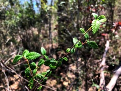 Acalypha eremorum