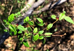 Acalypha eremorum