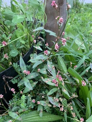 Persicaria