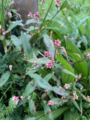 Persicaria