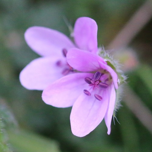 Erodium cicutarium iNat (3)