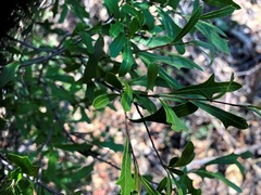 Alectryon diversifolius