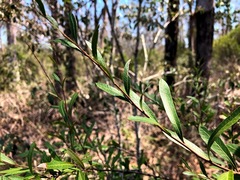 Alectryon diversifolius