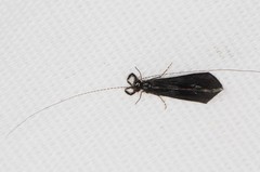 Mystacides sepulchralis