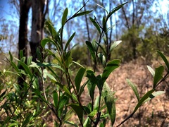 Alectryon diversifolius