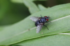 Epicampocera succincta