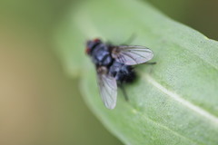 Epicampocera succincta