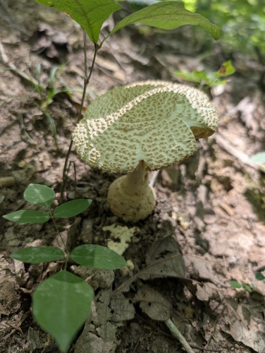 Mitchell Ridge Trail