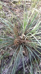 Lomandra multiflora dura