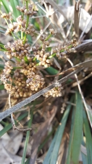 Lomandra multiflora dura