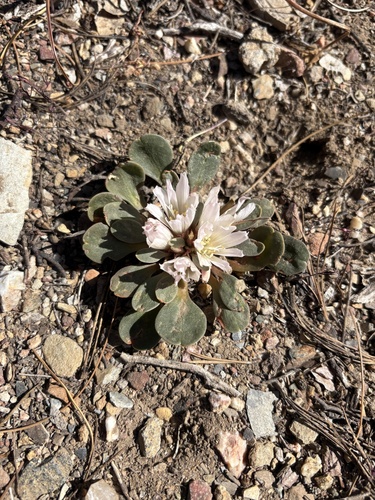 Kellogg's lewisia (Lewisia kelloggii)