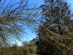 Casuarina cristata