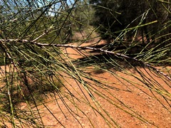 Casuarina cristata