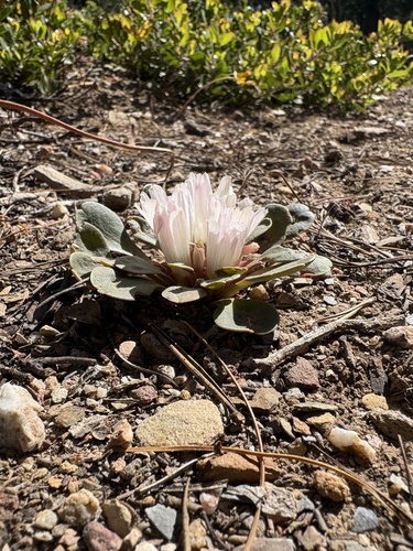 Lewisia kelloggii, photograph 2