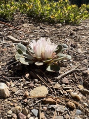 Lewisia kelloggii, photograph author not stated, no rights reserved