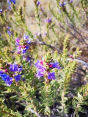 Lobostemon argenteus