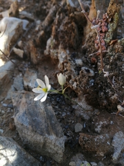 Ornithogalum geniculatum