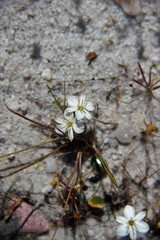 Chlorophytum calyptrocarpum