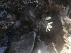 Ornithogalum geniculatum