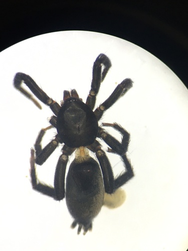 Zelotes talpinus