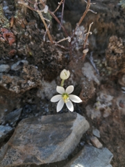 Ornithogalum geniculatum