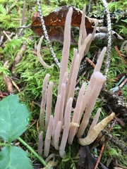 Alloclavaria purpurea