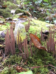 Alloclavaria purpurea