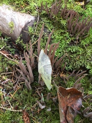 Alloclavaria purpurea