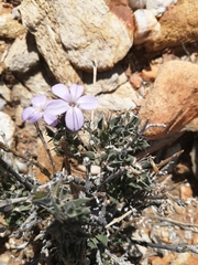 Barleria rigida