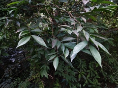 Magnoliopsida